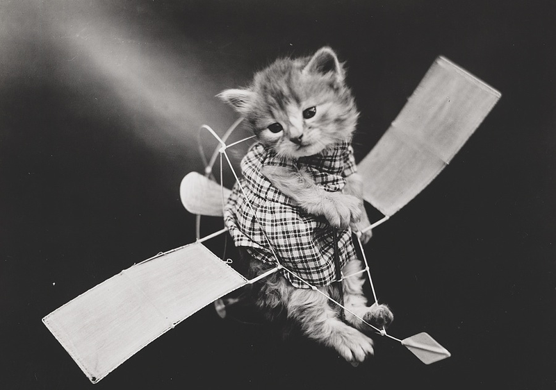 Illustration for article titled Vintage Photos Reveal Century-Long Obession with Dressing Up Pets